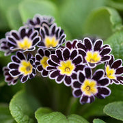 Watsonii Primula Seeds