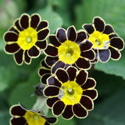 Watsonii Primula Seeds