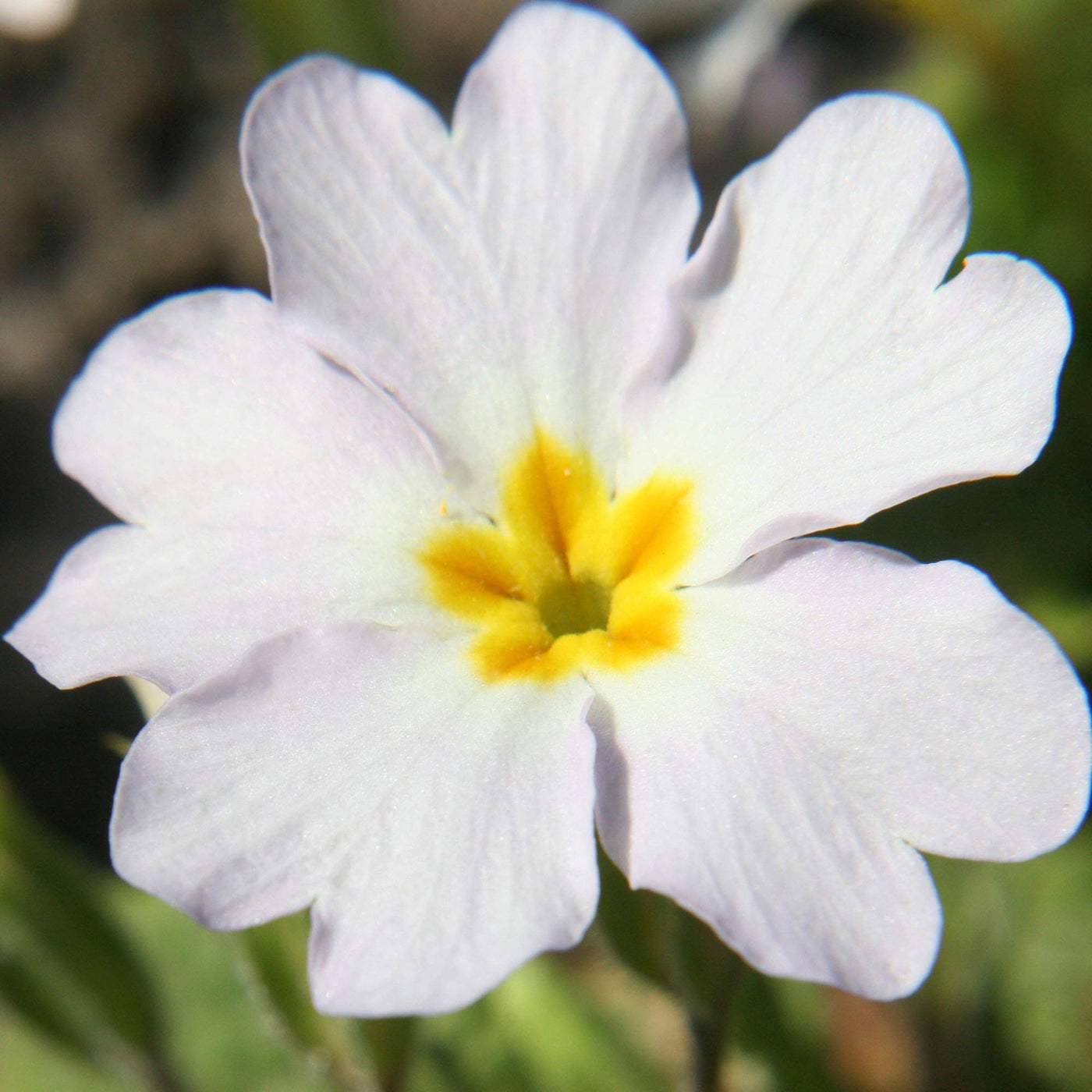 White Primula Seeds