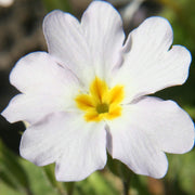 White Primula Seeds