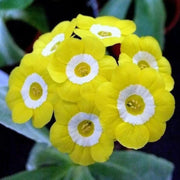 Yellow Auricula Primula Seeds