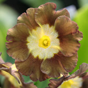 Yellow Brown Primula Seeds