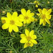 Whorled Primula Verticillata Seeds