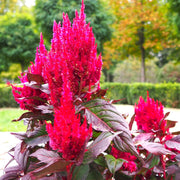 Prince's Feather Amaranthus Seeds
