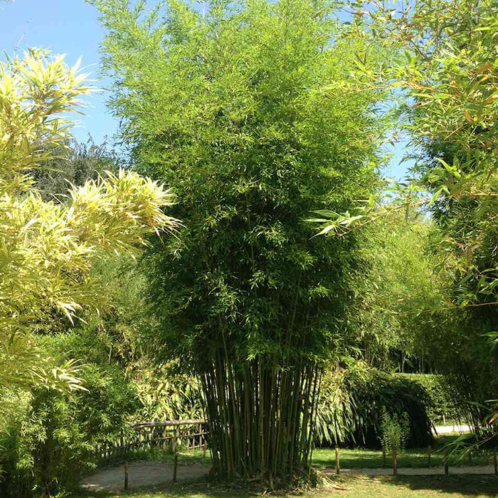 Privacy Bamboo Seeds - Ornamental Bamboo Landscape Seeds