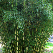 Privacy Bamboo Seeds - Ornamental Bamboo Landscape Seeds