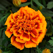 Marigold Seeds - Bonanza Flame Seeds