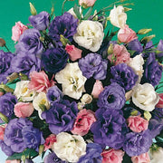 Colorful Mix Lisianthus Seeds