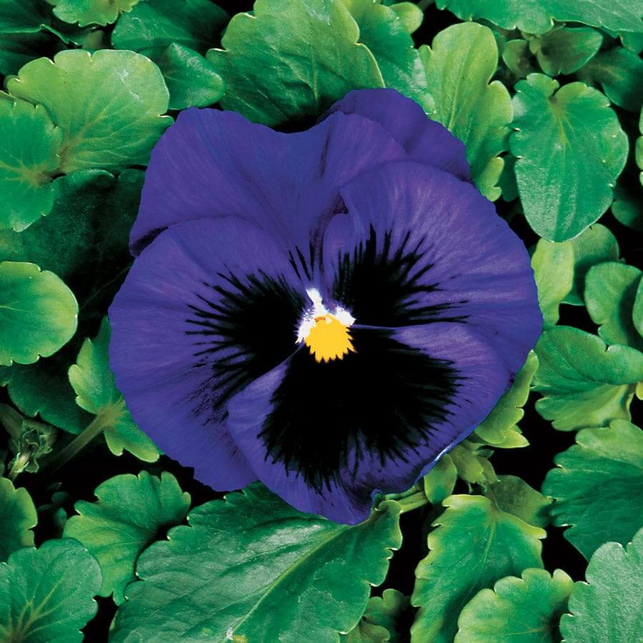 Deep Blue Pansy Seeds