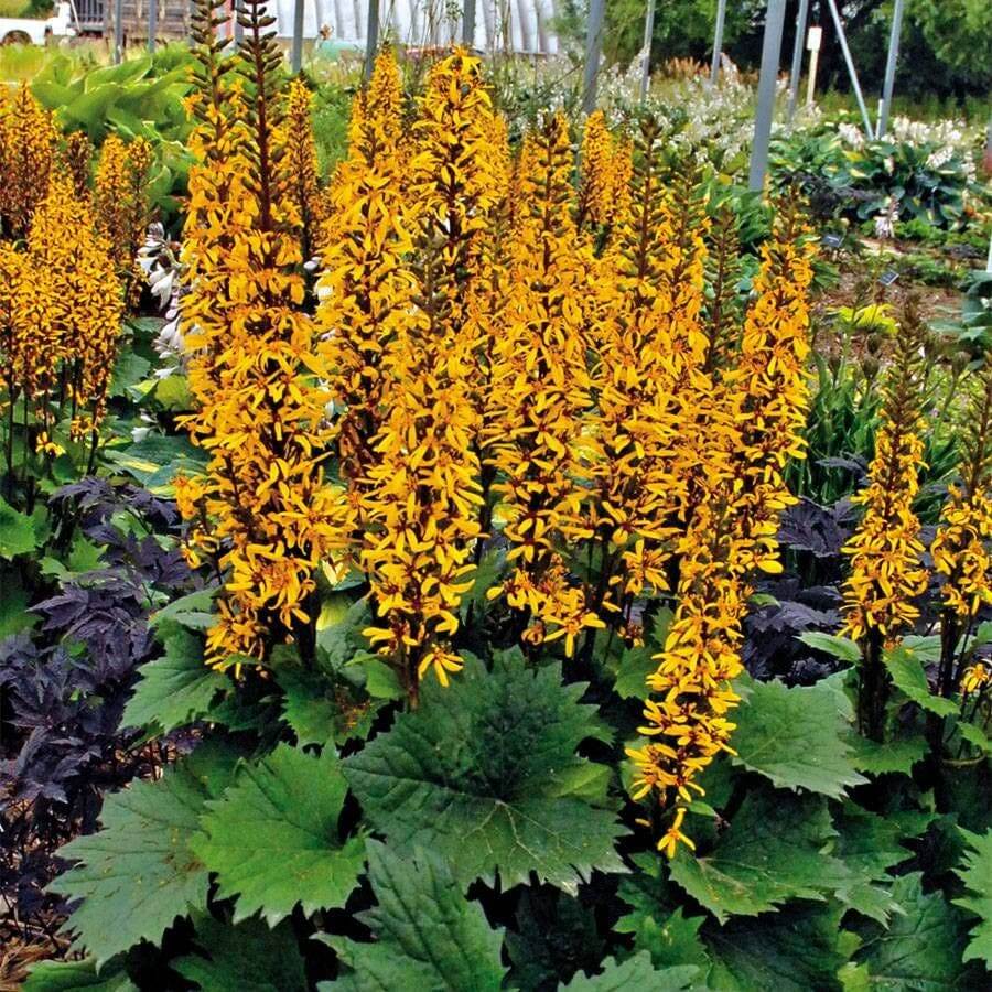 Wildflower Mix Ligularia Seeds