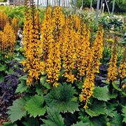 Wildflower Mix Ligularia Seeds