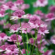 Compact Astrantia Major Seeds