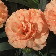 Wildflower Light Orange Carnation Seeds