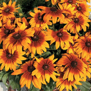 Premium Hirta Rudbeckia Seeds