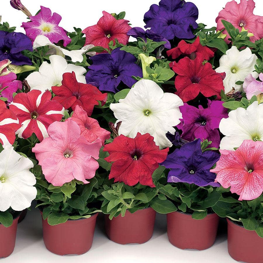 Hybrid Mixed Petunia Seeds