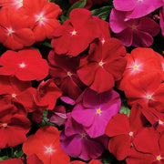 Vinca Pacifica Mix Seeds