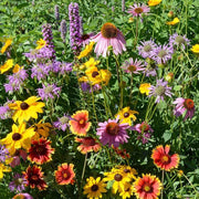 Mix Perennial Wildflower Seeds