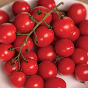 Whopper Tomato Seeds