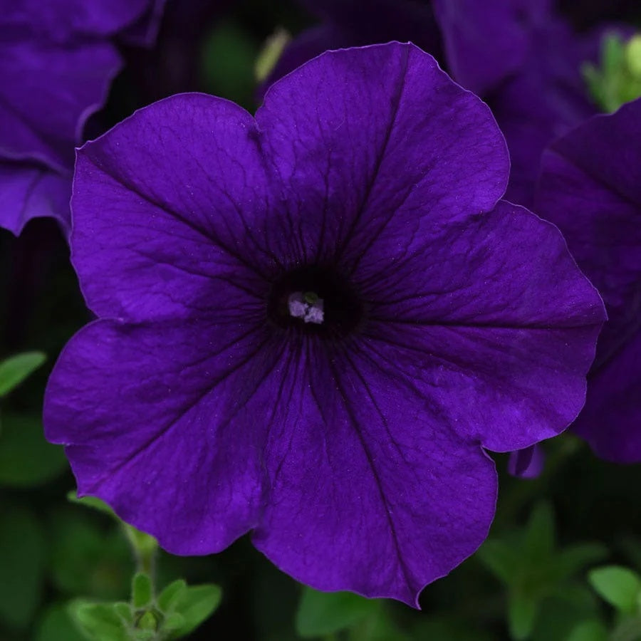 Color Blue Petunia Seeds