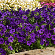 Color Blue Petunia Seeds