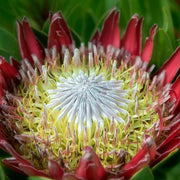 Pink White Protea Seeds