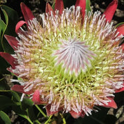 Pink White Protea Seeds
