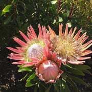Protea Seeds