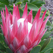 Protea Seeds