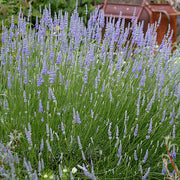 Provence Lavender Seeds - Herbal Seeds
