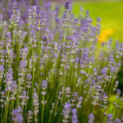 Provence Lavender Seeds - Herbal Seeds