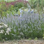 Provence Lavender Seeds - Herbal Seeds