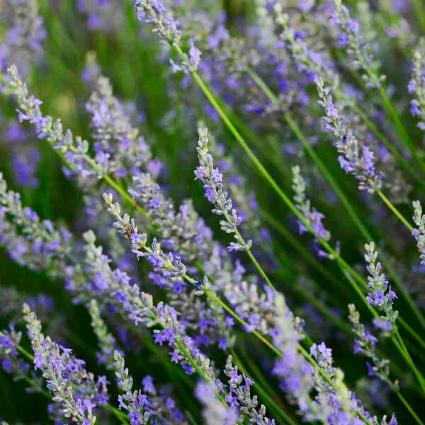 Provence Lavender Seeds - Herbal Seeds