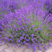 Provence Lavender Seeds - Herbal Seeds