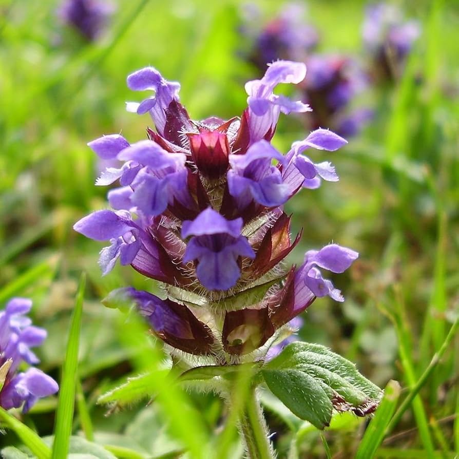 Prunella Vulgaris Seeds - Herbal Seeds