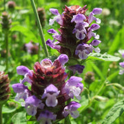 Prunella Vulgaris Seeds - Herbal Seeds