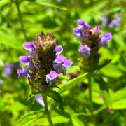 Prunella Vulgaris Seeds - Herbal Seeds