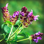 Prunella Vulgaris Seeds - Herbal Seeds