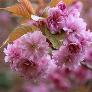 Japanese Prunus serrulata Seeds