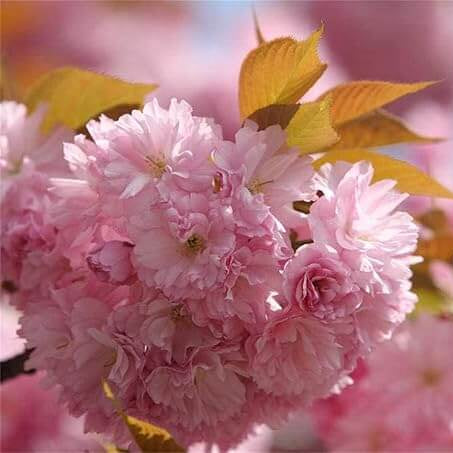 Japanese Prunus serrulata Seeds