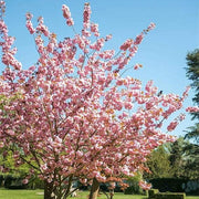Japanese Prunus serrulata Seeds