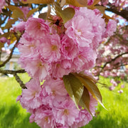 Japanese Prunus serrulata Seeds