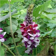Pueraria Lobata Kudzu Seeds