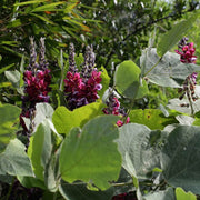 Pueraria Lobata Kudzu Seeds