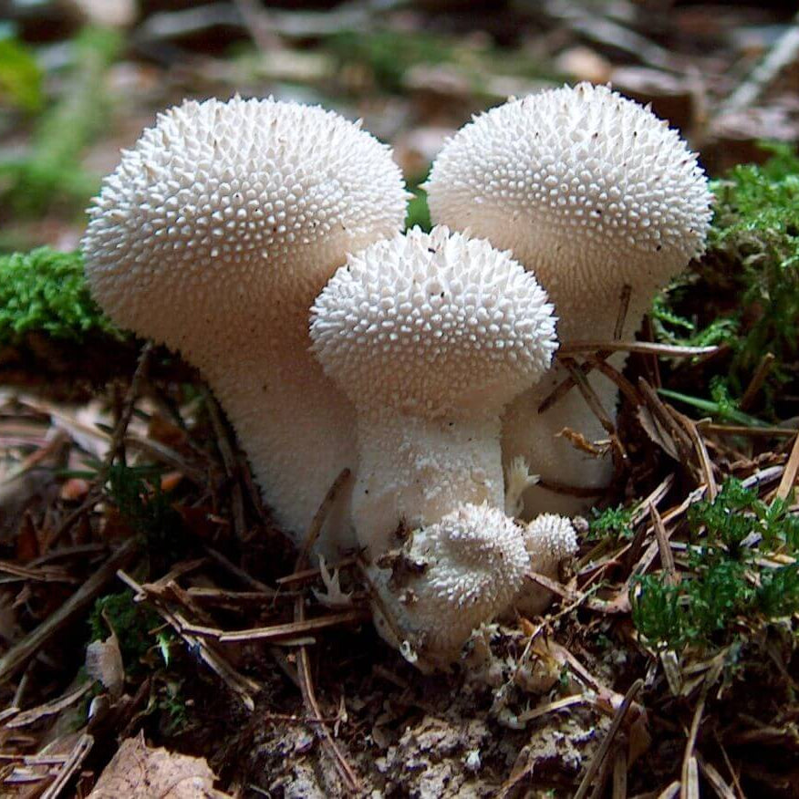 Puffball Mushroom Spawn Seeds