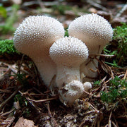 Puffball Mushroom Spawn Seeds