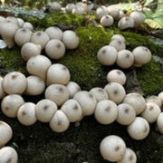 Puffball Mushroom Spawn Seeds