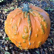 Orange Knucklehead Pumpkin Seeds