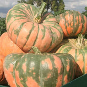 Speckled Hound Pumpkin Seeds