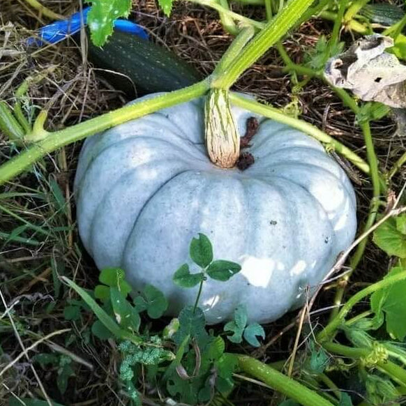 Blue Moon Pumpkin Seeds