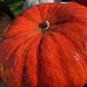 Bright Red Pumpkin Seeds